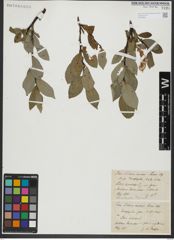 Foto von Salix hastata L.